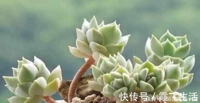 时辰|这6种多肉,不浇水都能爆盆,你能养死我不服!