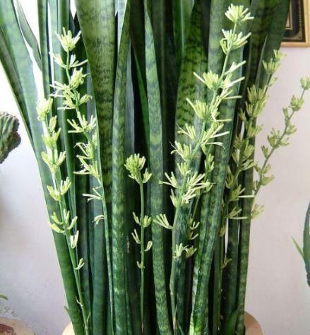 虎皮兰|3种花卉能长2米高,养在客厅大气,亲戚、朋友都说好