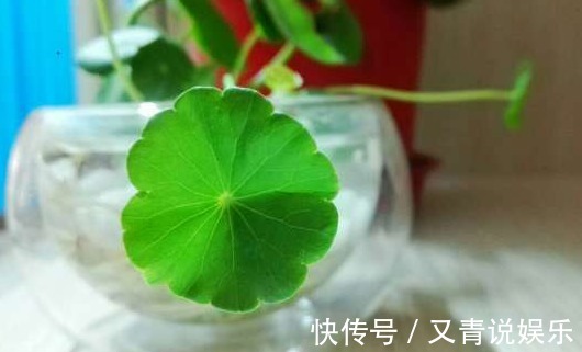 铜钱草|不懂浇水,那就养这两种花卉,一浇水就可以爆盆,深受人们喜爱