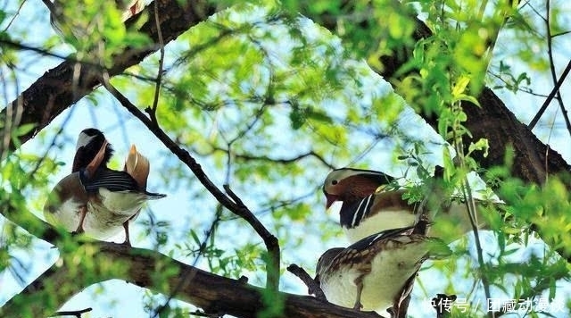 老师一上联:“母鸡下蛋,‘谷多谷多’只有一个”,下联太经典了
