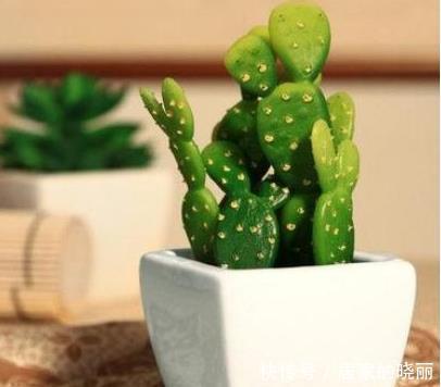 能防辐射|办公桌上放一盆多肉仙人掌,真的可以防辐射吗?