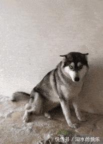 |搞笑GIF段子:“拿着这张纸,请遵遗嘱”