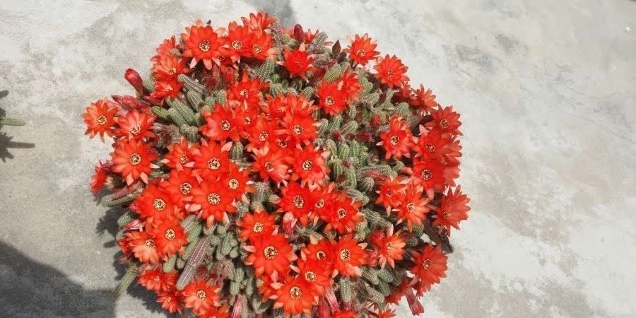 白檀怎么养?做好几点,每年都开出火红火红的花