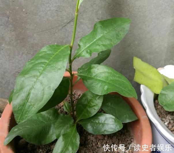 雪花|以前只知道有蓝雪花,原来还有白雪花、红雪花,你都见过吗