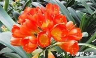 盆栽|老花农养花,浇水加点它,土壤疏松又肥沃,养啥都疯长!