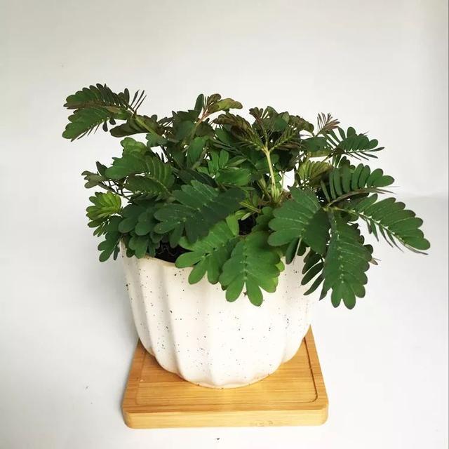 常见的20种有毒花草,有老人、小孩、宠物的家庭千万注意