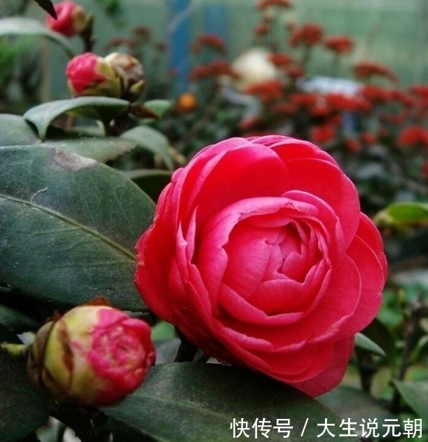 茶花黄叶花苞还打不开做好这5点，茶花开得又大又艳