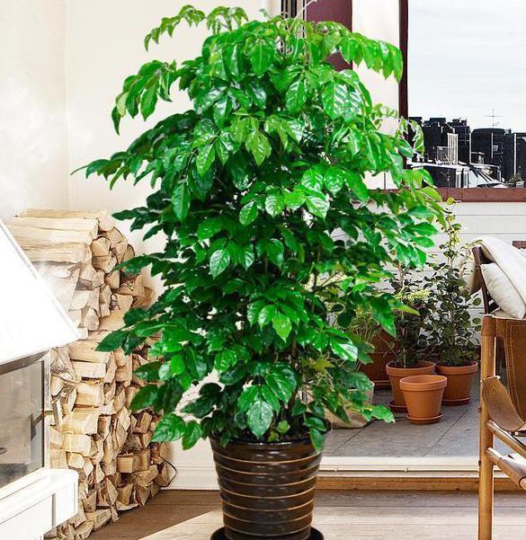 几乎没人知道家里种上这些植物,镇宅辟邪,身体越来越健康