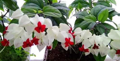 入冬后，扦插这4样植物，成活率高，来年还会开出漂亮的花