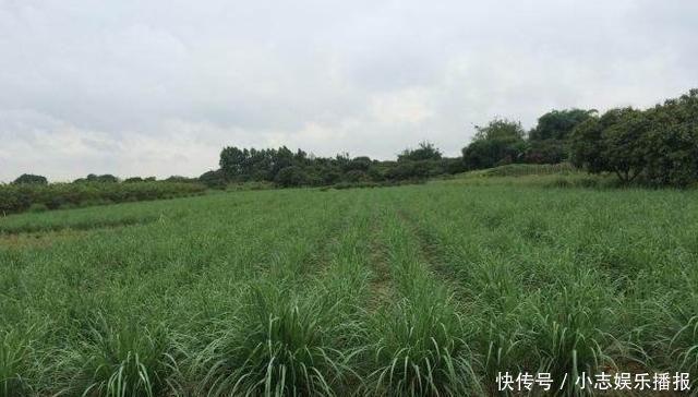 印度人视为“神草”，引入我国成杂草泛滥农田，殊不知价值珍贵