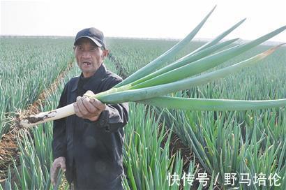 抗菌|老中医提醒大葱要少吃，最好别吃！赶紧告诉家里人！