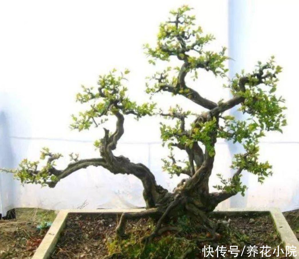 苍劲|农村随处可见的2种植物，拿来做盆景，苍劲古朴，观赏性强