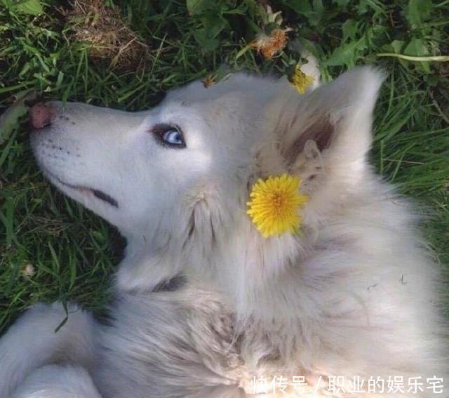 小动物|小动物们拟人化,变身美男子,颜值一个比一个高,忍不住脑补