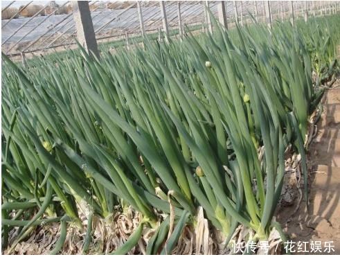 韭菜和大蒜|农村俗语“葱韭蒜,莫见面;辣对辣,叶不发”啥意思老话在理吗