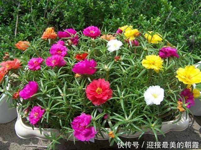 3种“网红花”,一点不娇气,沾土就泛滥,气质还高大上