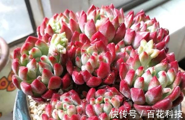 要点|60种多肉图鉴及养护要点，1分钟学会，超全超实用！
