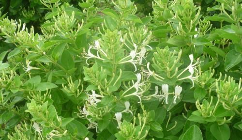 北方地区农村庭院，种植这些花卉，不怕严寒好管理