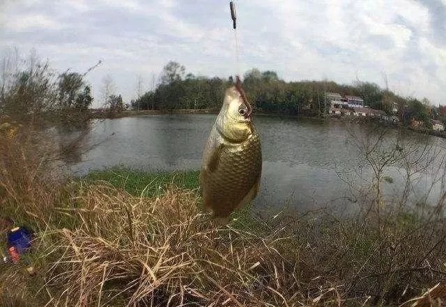 冬季如果想垂钓大鲫鱼,一定不要错过这些黄金钓位,下竿就有口!
