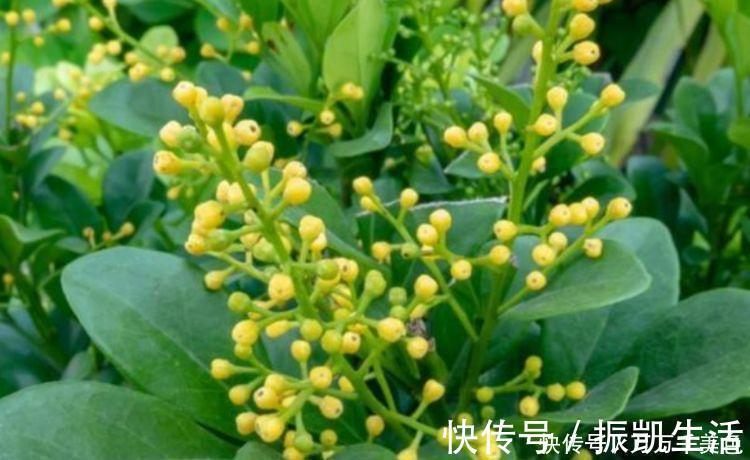 叶片|家养4种花,个个都是财神爷,几个月不浇水,照样长得旺