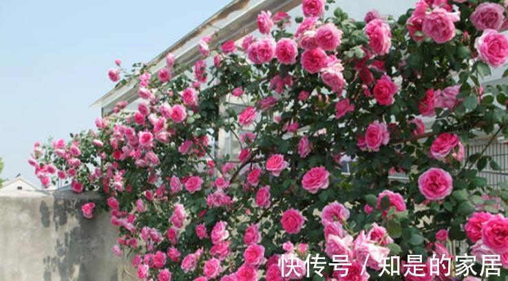 游行|不容错过的一款藤本月季,颜色靓丽长势旺,轻松开出一片花墙
