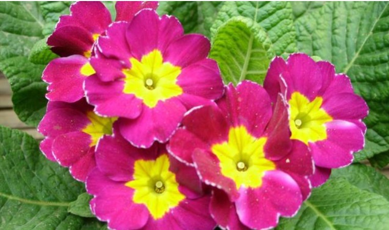 养护|春天就养5种花,好养又漂亮,花团锦簇,人见人爱!