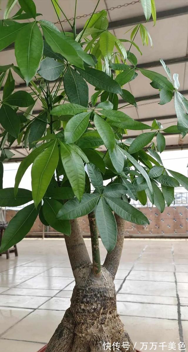 发财树|家里光线差,这三种花可以放心入手,养一盆爆一盆
