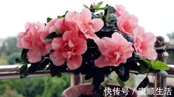 阳台|家里养上“3种花”,从年头“香”到年尾,阳台变花海,太美了