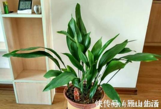 叶片|懒人不适合养花?错!选择5种花,不挑土,耐干旱,不管它都长!