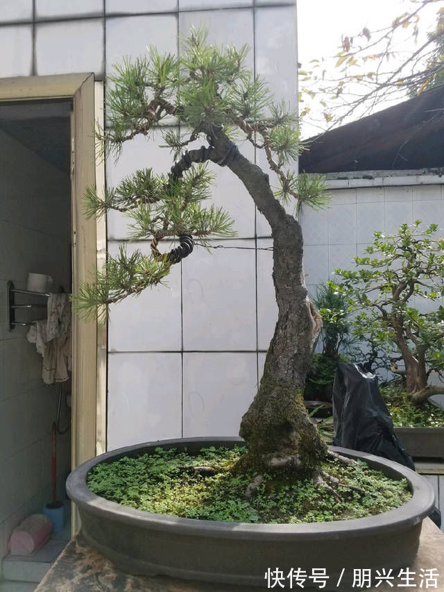 到园艺师家里做客，欣赏到了很多精品盆景，一起来感受盆景的魅力