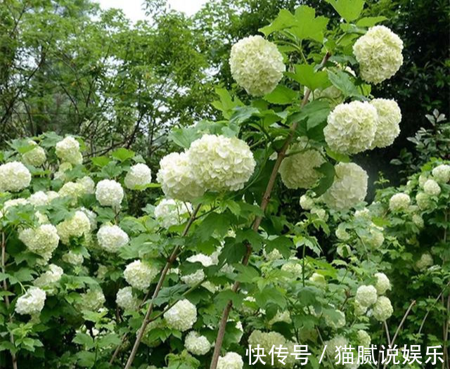 这9种花园，随便1个都美上天了，有一种这辈子就满足了！