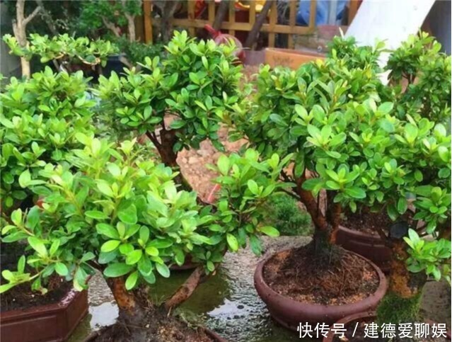 盆栽杜鹃花|冬季养杜鹃花,记住一点小细节,它会长得更茂盛,花苞多繁花似锦