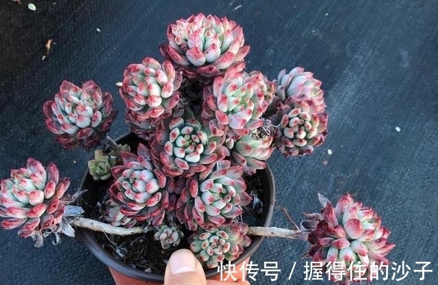 养护|12款多肉天生就爱凑热闹,爆盆群生是强项,花友:养起来真过瘾