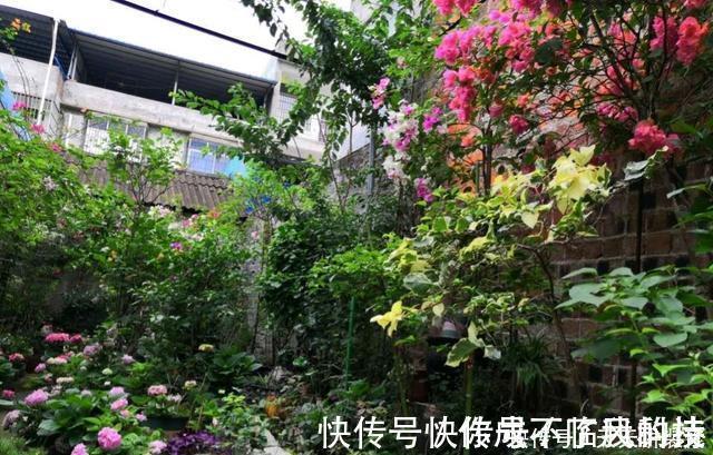 阳台庭院养上三种花，风景美如画，天天置身于花海里