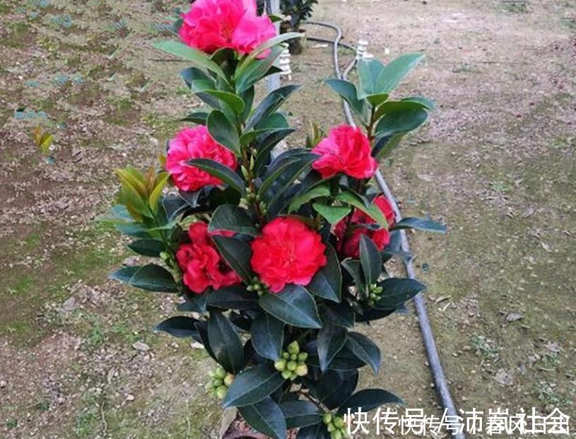 花卉|五种花一年到头开不停,四季天天有花看,叶美开花更漂亮