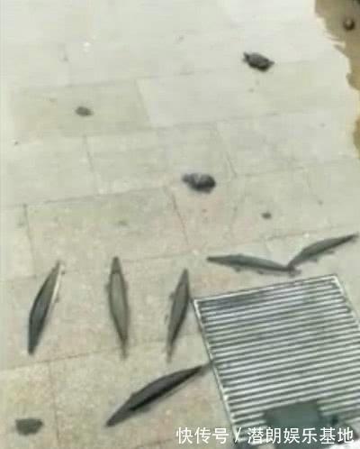 掠食者|佛山钓鱼人,河里钓获半米长尖嘴鱼,这鱼已成广东江河大害