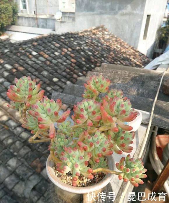 5种多肉“小老桩”,随便晒晒就上色,美的不可方物!