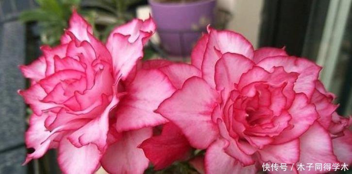 超好养的“4种花”,越不浇水越爆盆,名字好听花更美