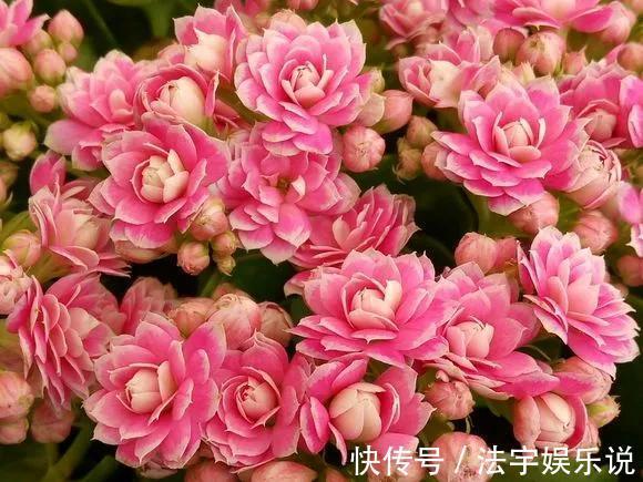 养花|淘米水啤酒水,真不如这种水,养花一绝,浇一盆旺一盆