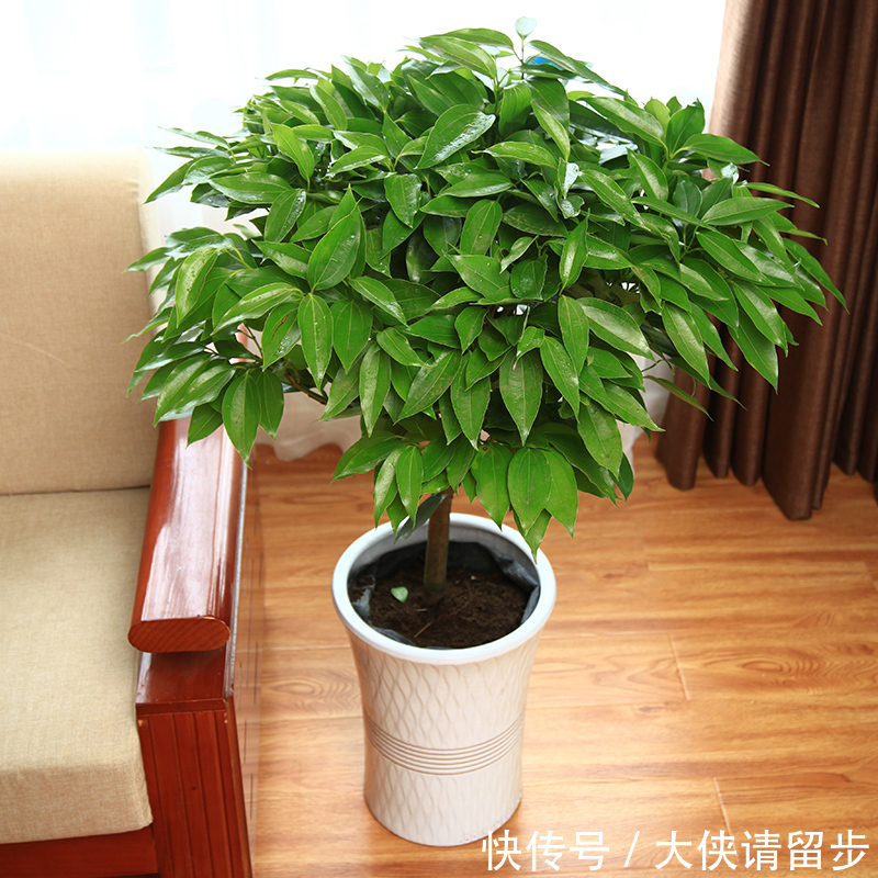 “人养花三年,花养人一生!”家居盆花100种,总有几款你喜欢