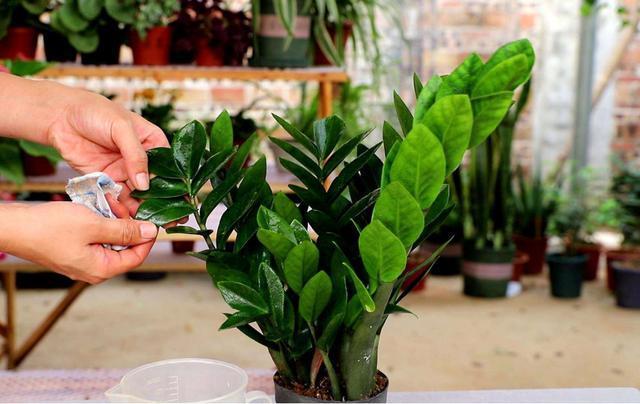 爱喝“啤酒”的4种花,隔几天来1杯,不施肥也呼呼长!