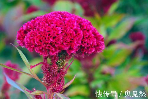 肛门|痔疮难缠？李时珍：农村一味野花，连喝3天肉球痔疮“连根拔除”