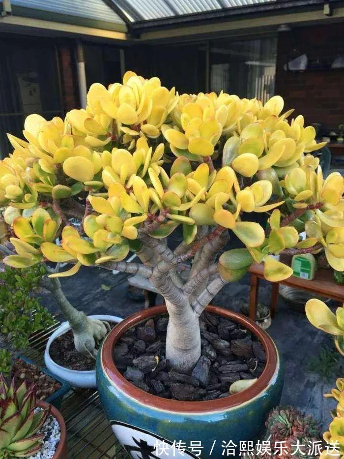 玉树|在家养玉树,记得每月砍一刀,半年长成老桩!