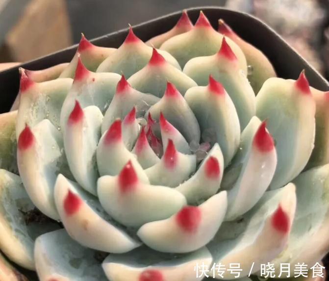 最好养的几款多肉植物,经验篇