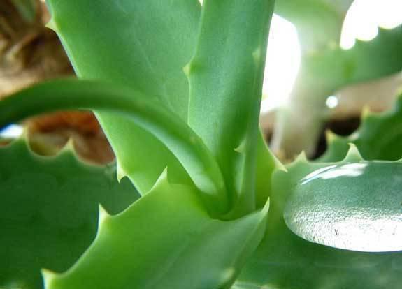 芦荟|芦荟水肥都用了,还是不蹿个,看重这一点,枝叶蹭蹭长