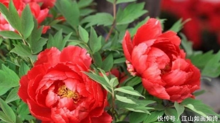 幸福的生活|养花就养这几款,全年开花不停,花色鲜艳夺目,美艳迷人