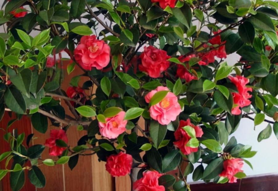 能够忍受零下30度低温的四季茶花,全年露养,打理简单,开花美