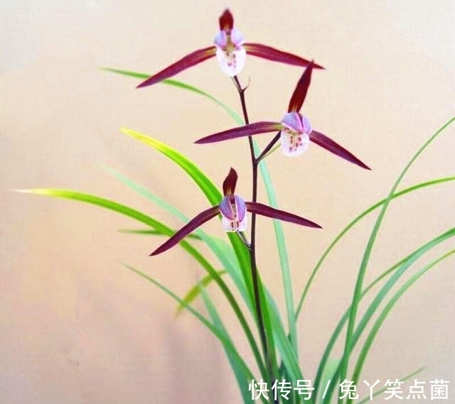 零下20度，“冻不死”的耐寒花，泼辣还好养，开品漂亮，喜庆吉祥