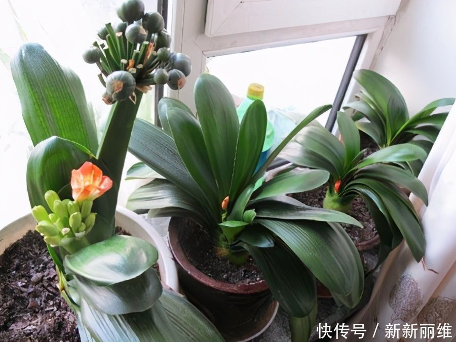 君子兰迟迟不开花,原因不外乎3点,改正后开花不断