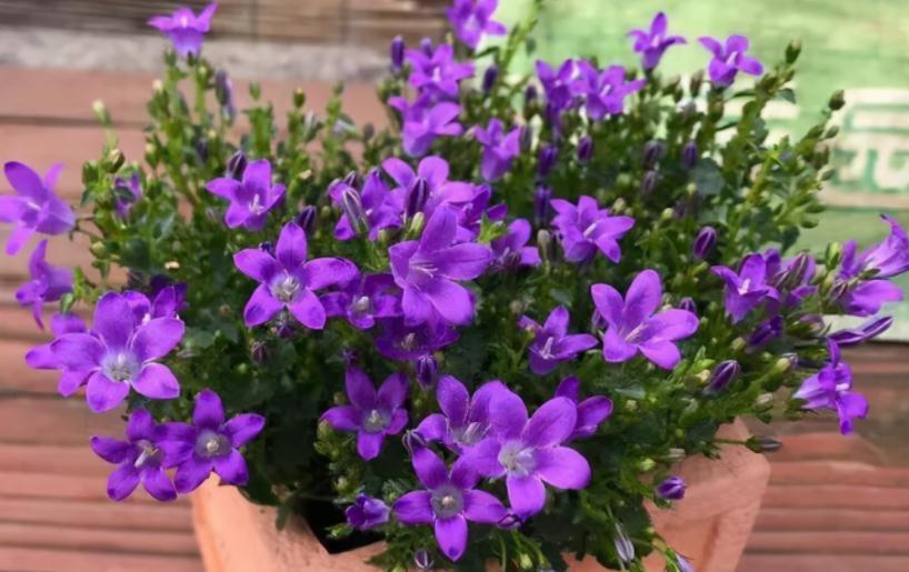 这4种植物不怕“挨冻”,适合冬季露养,状态佳、开花漂亮