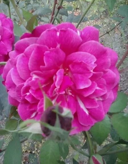 有什么好看的花可以分享吗？